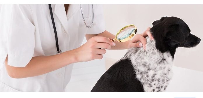 Can Dogs Get Lice