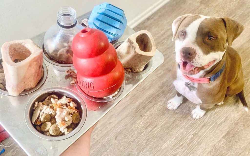 Doggie DIY Disasters
