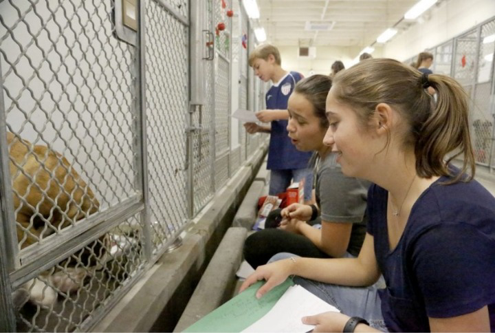 castaic animal shelte