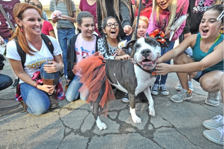 castaic animal shelter