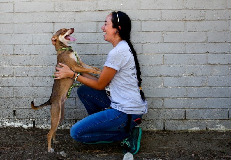 castaic animal shelter
