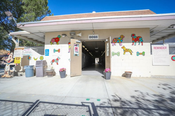 castaic animal shelter