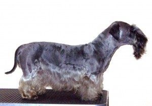 cesky-terrier-fanciers