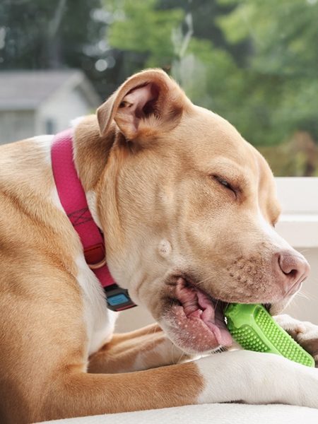 chew with collar