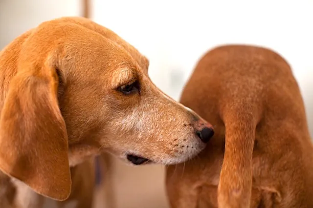Why Do Dogs Sniff Butts