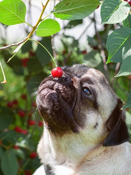 cherrie dog