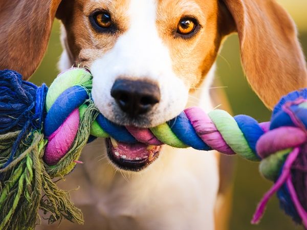 chew with rope