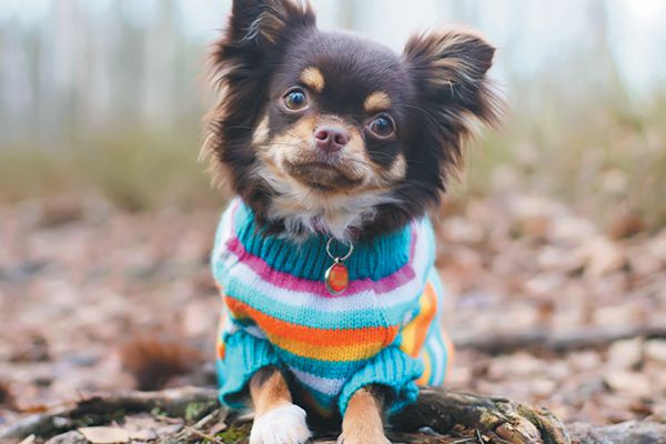 Why Do Dogs Shake