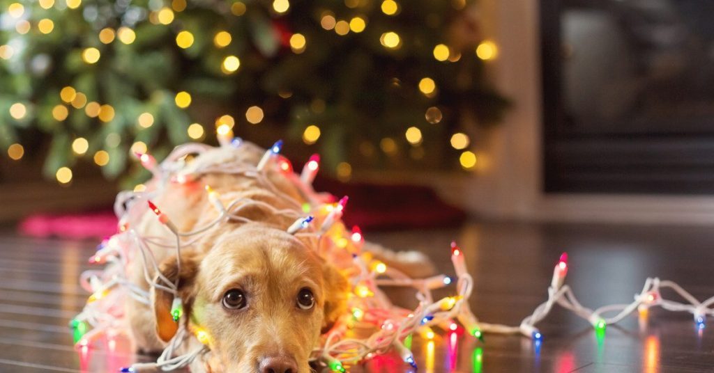 Doggie DIY Disasters