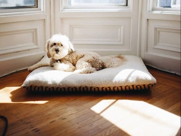 cocker-spaniel-poodle-mix-1-min cocker-spaniel-poodle
