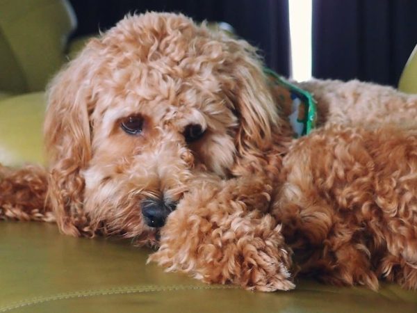cocker-spaniel-poodle