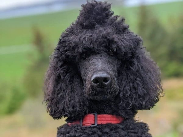 cocker-spaniel-poodle-mix-poodle-min cocker-spaniel-poodle