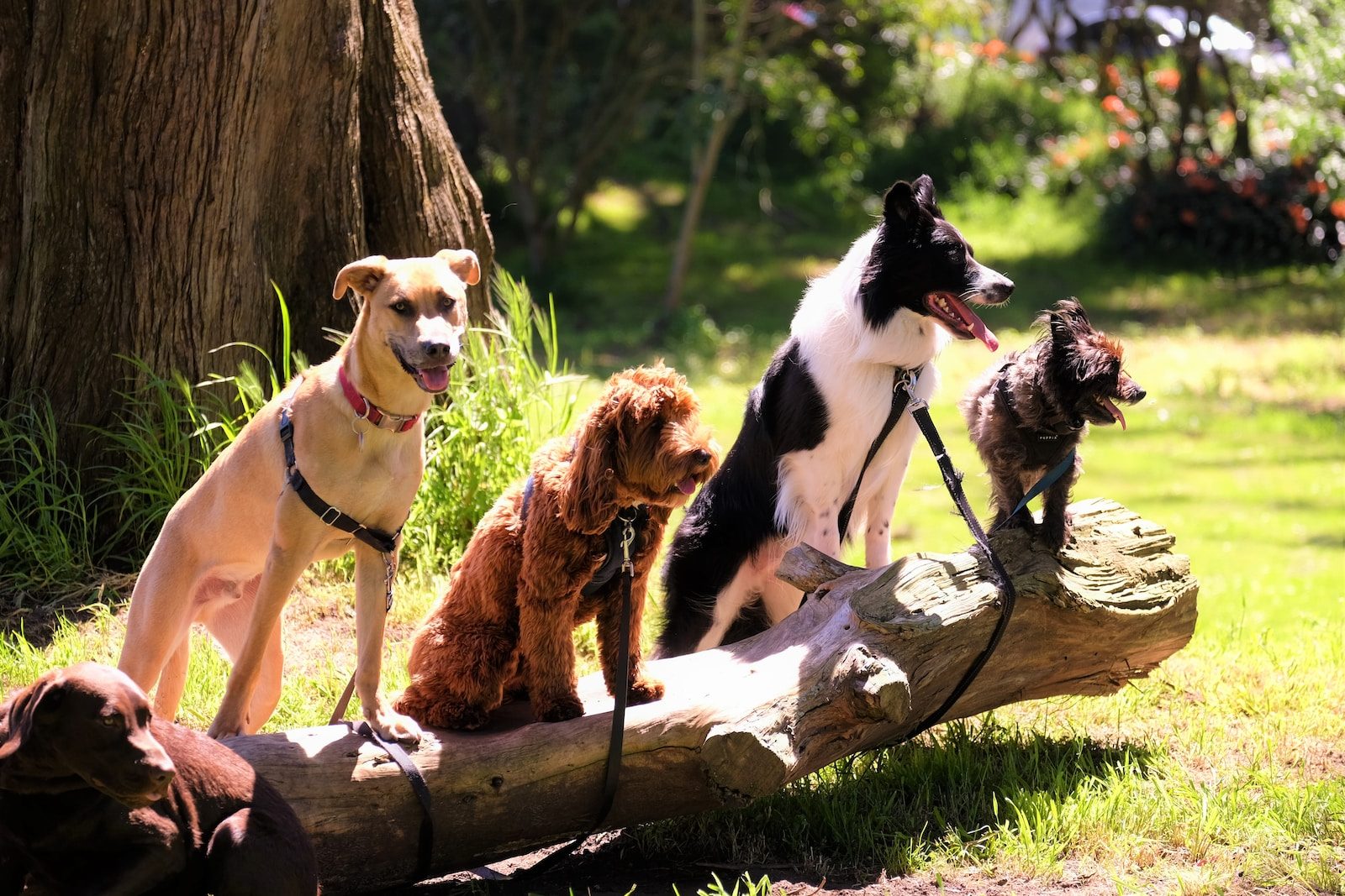 Connecticut Humane Society shallow focus photo of dogs on tree log