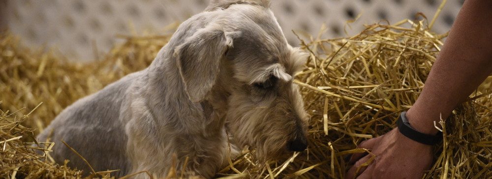 cesky-terrier-fanciers