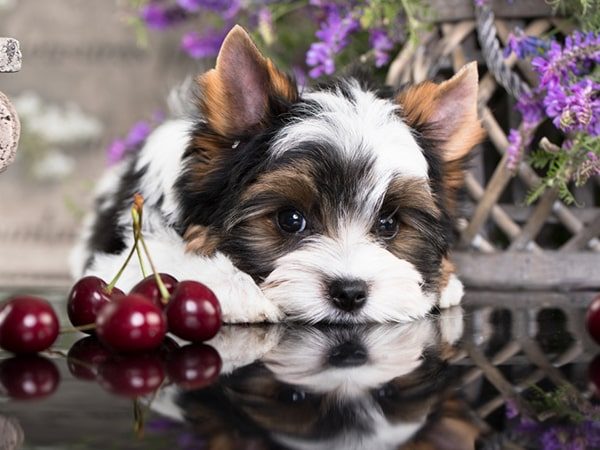 cute dog with cherrie