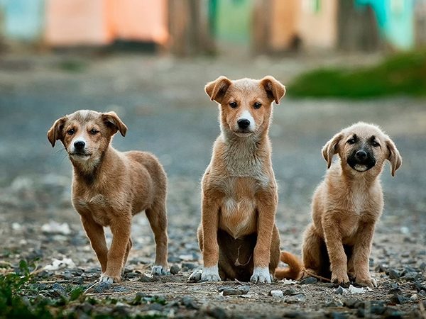 cute Dog