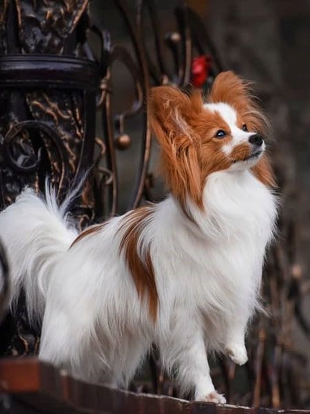 cute papillon-min cute papillon