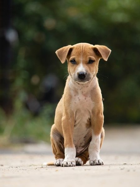 cute puppy