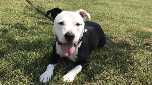 SPCA Titusville