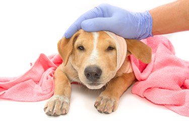 Can Dogs Get Hemorrhoids
