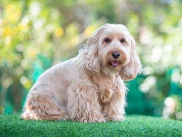 d61bc2af3c-min cocker spaniel poodle mix