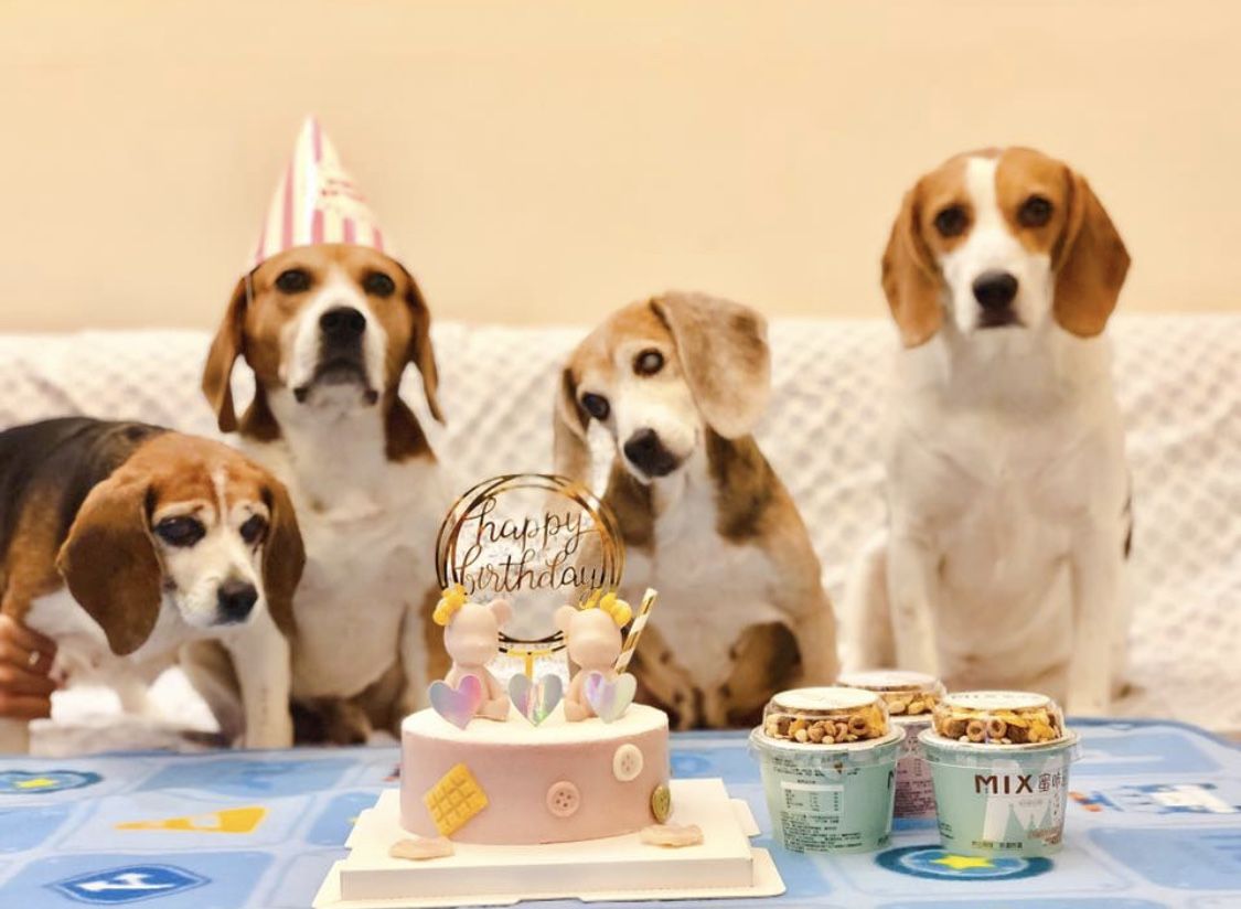 Dog Celebrations
