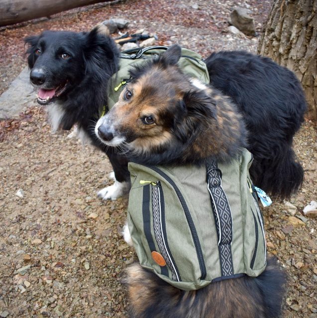 dog bagpack