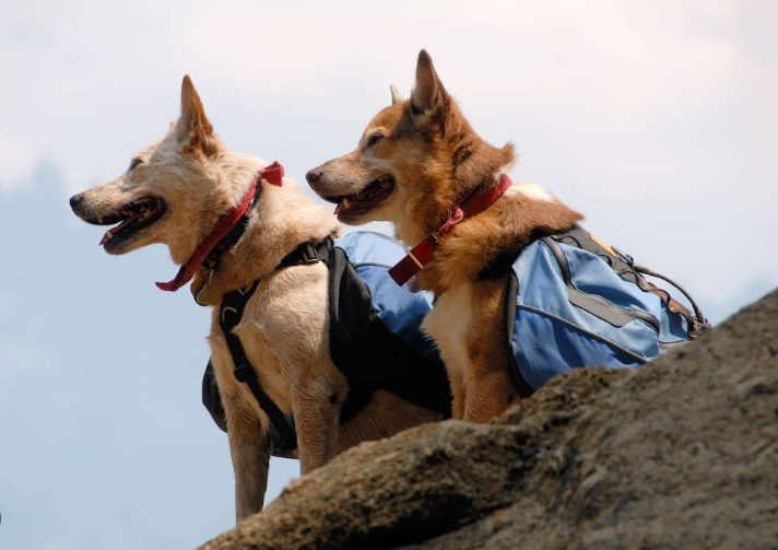 dog bagpack