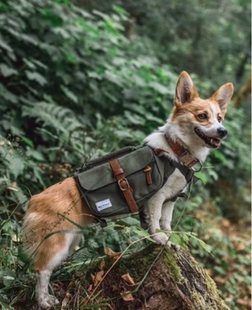 dog bagpack
