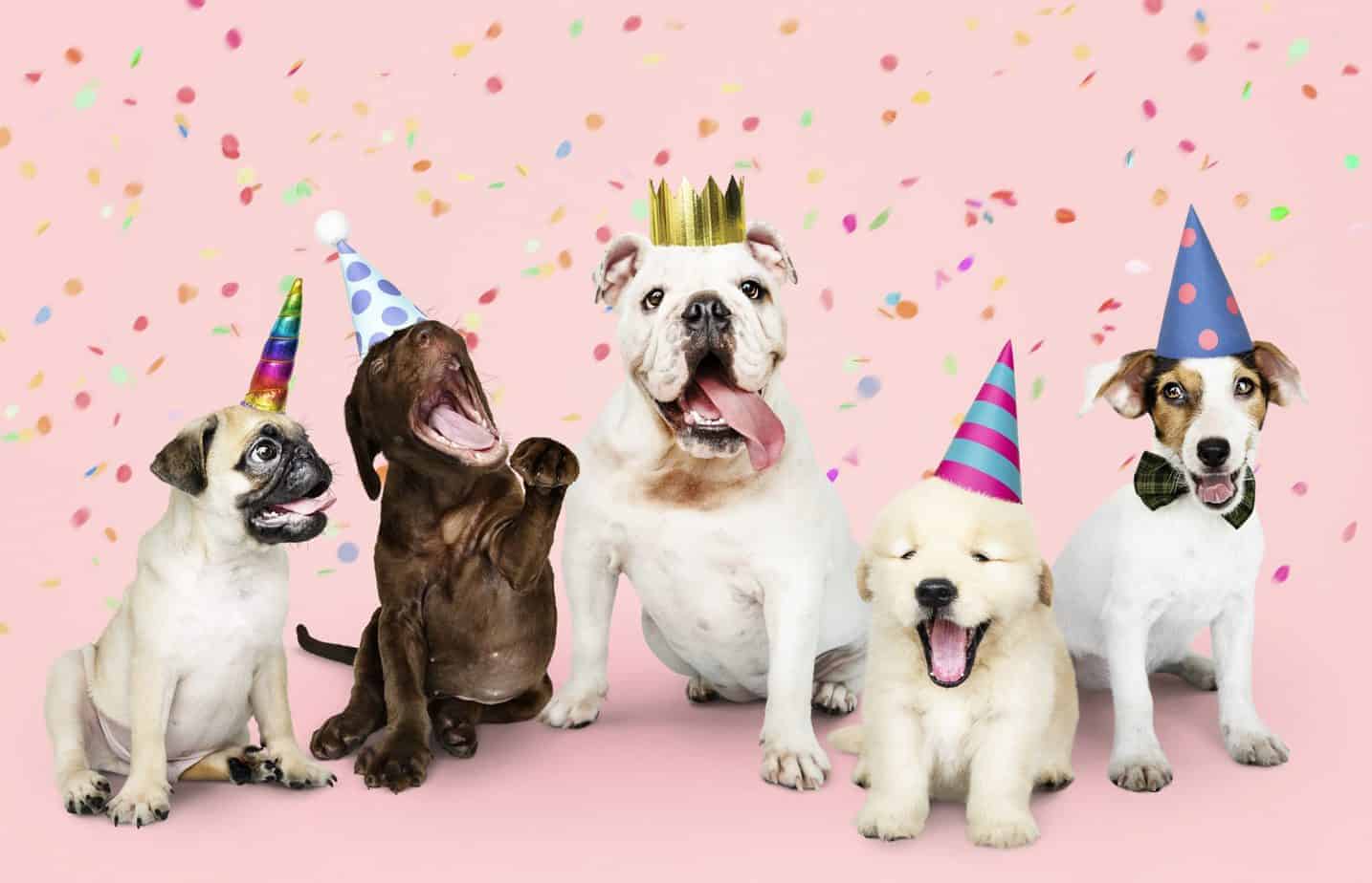 Dog's Birthday