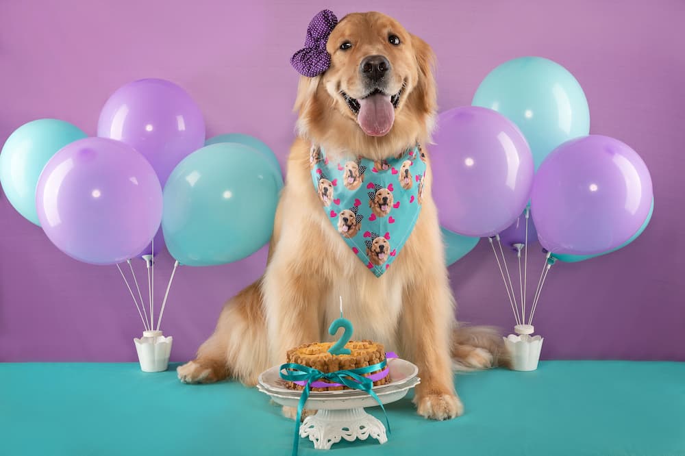 Dog's Birthday