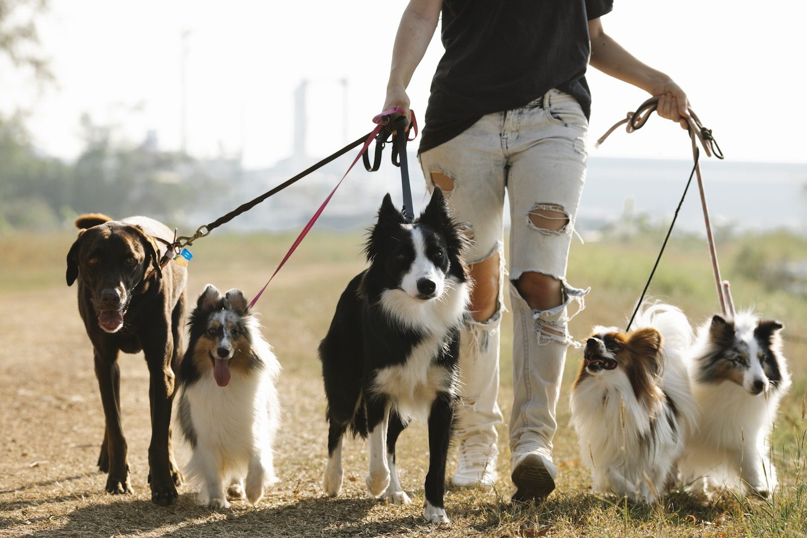 dog breeds Crop anonymous female owner strolling with group of dogs of different breeds on leashes on rural road in sunny countryside