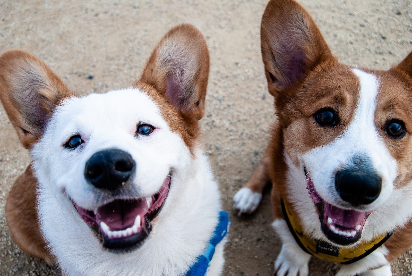 dog breeds two white-and-tan dogs