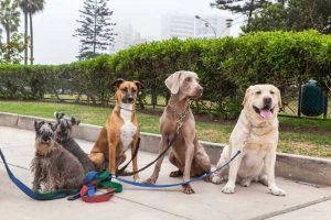 dog breeds