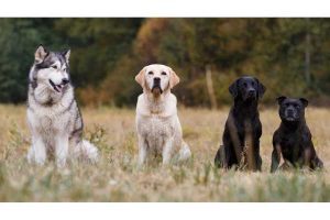 dog breeds identification
