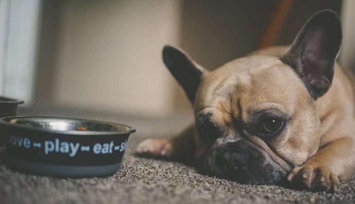 If Dog Has Fever