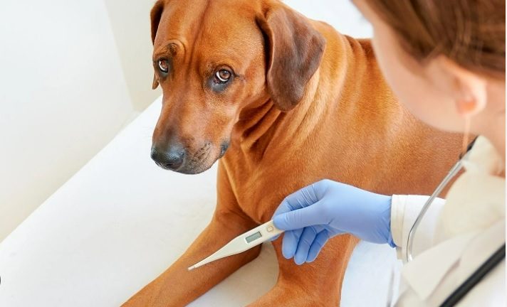 If Dog Has Fever