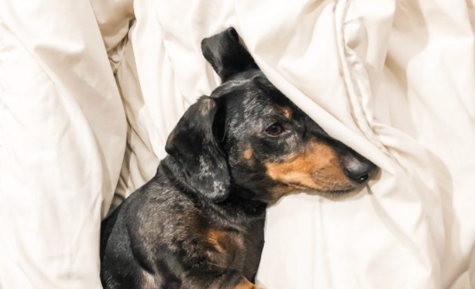 If Dog Has Fever