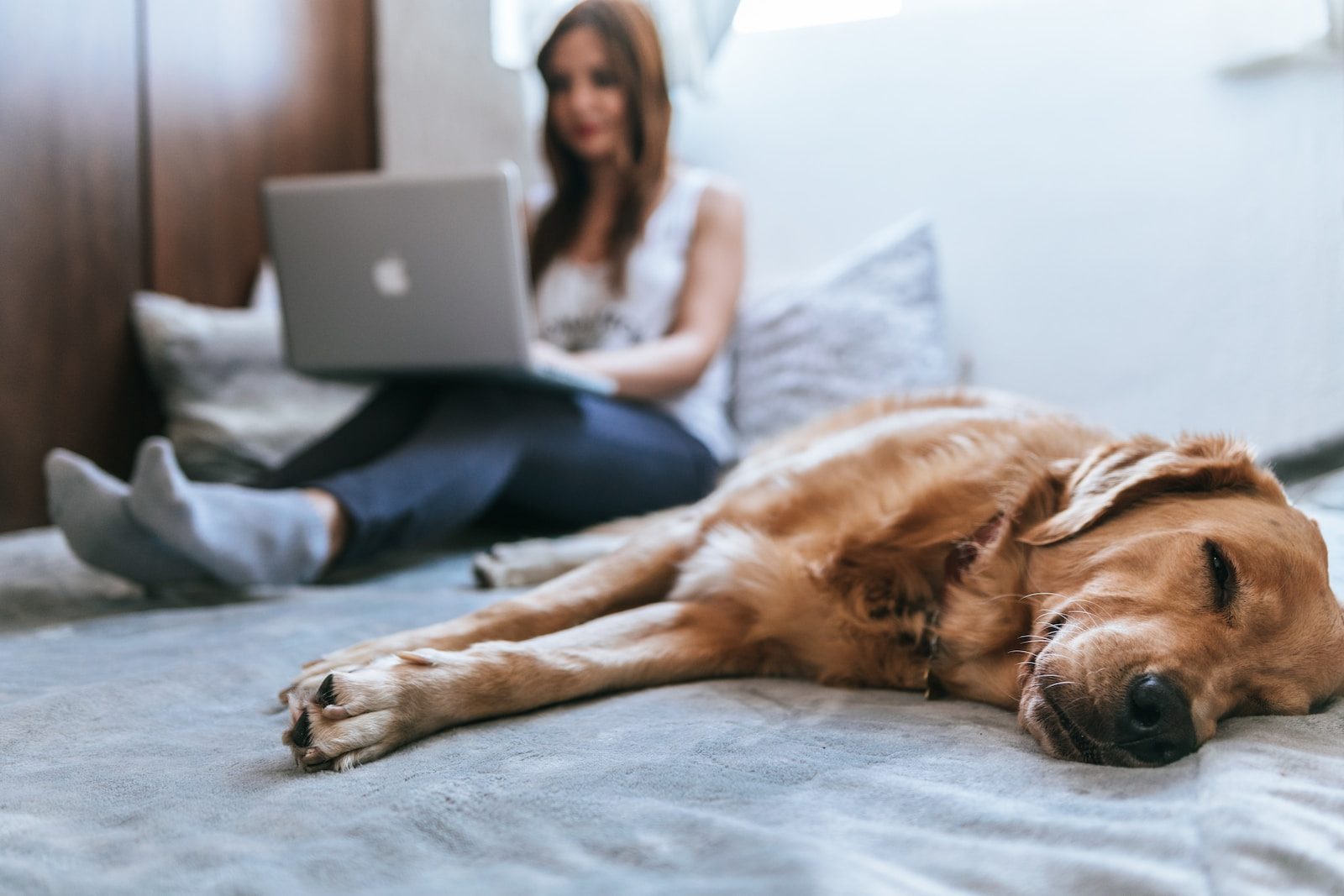 Dog-friendly Workplace Golden Retriever lying on bed
