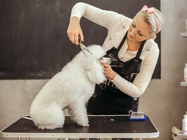 dog hair cut