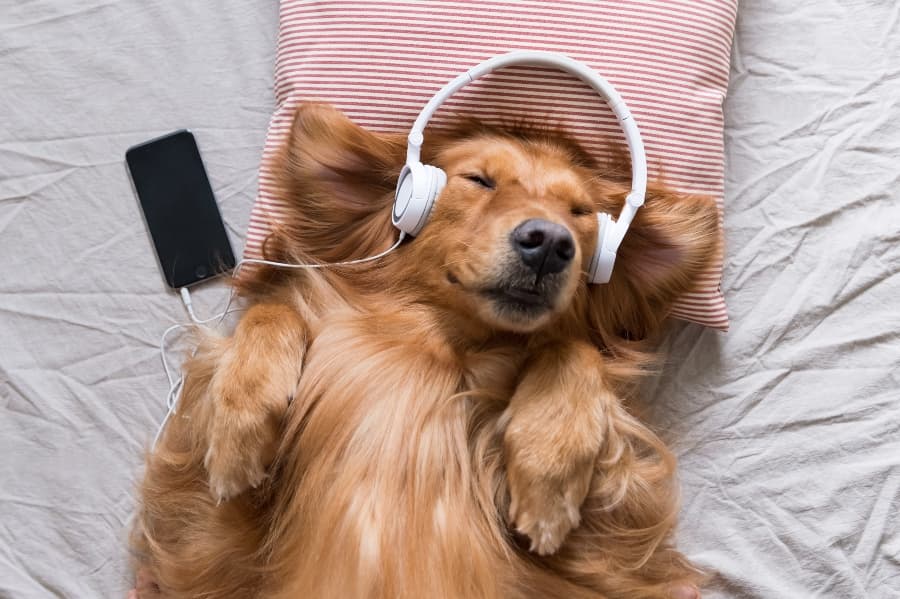 Calming Treats for Dogs