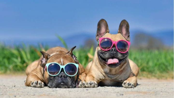 dog names that start with S 