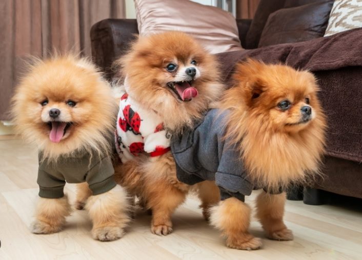 dog names that start with S