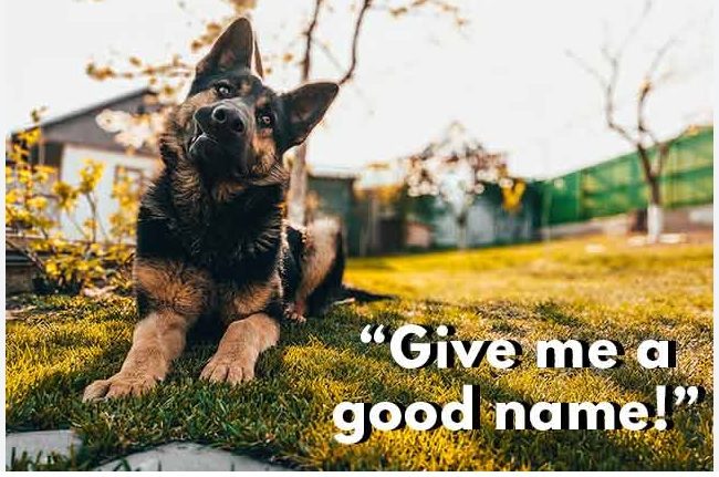 dog names that start with S