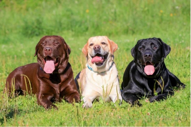 dog names that start with S