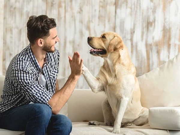 dog play with man