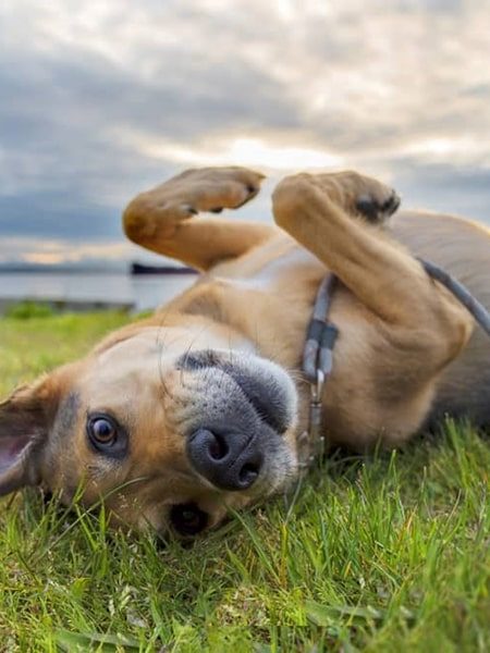 dog playing
