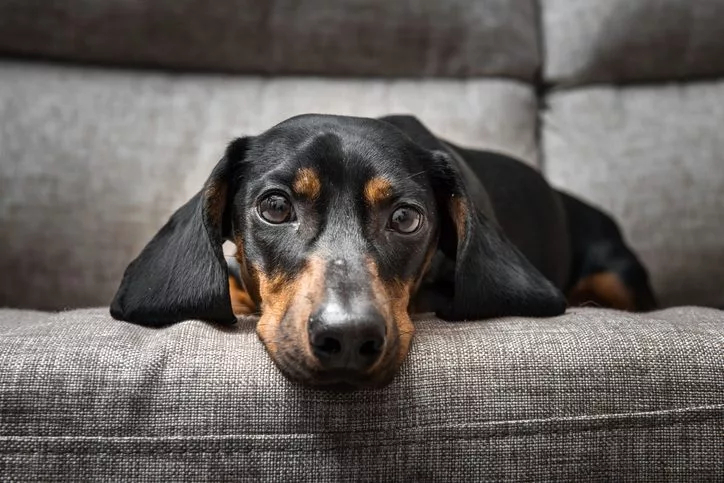 Why Do Dogs Shake