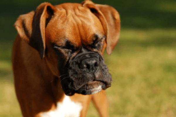 dog sneezing