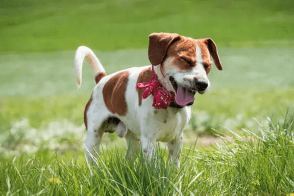 dog sneezing 